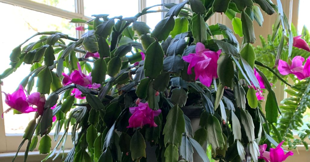 My Christmas cactus is a houseplant that communicates with me when it needs to be watered.